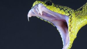 eningkatan kepemilikan hewan peliharaan yang eksotis berarti cedera gigitan ular