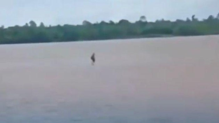 Viral Pria Jalan di Atas Air Sungai Barito